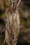 Annual rabbitsfoot grass